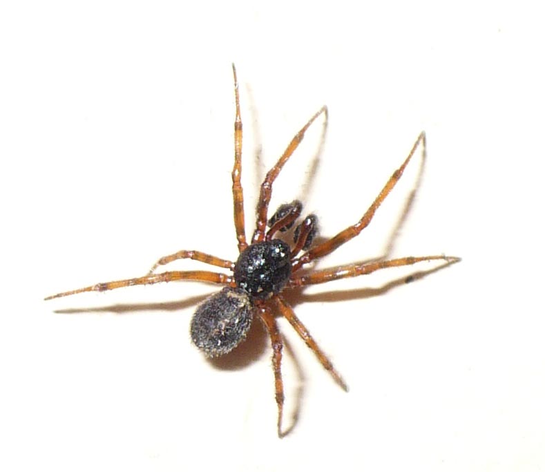 Steatoda bipunctata - Fenestrelle (TO)